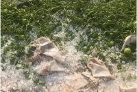 خسارت مزارع گوجه فرنگی بردخون ارزیابی شد