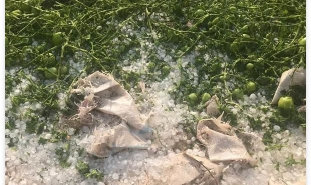 خسارت مزارع گوجه فرنگی بردخون ارزیابی شد